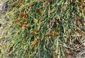 Beach covered in army of ‘poisonous’ caterpillars