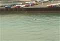 Video shows whale in harbour