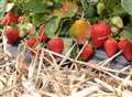 Kent gets fruity... with bumper crop of strawberries