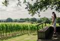 Kent vineyard named in world’s top 50