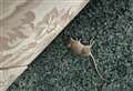 Rodent-infested flat like 'living in the Victorian age'