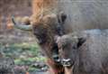 Footage shows first bison calf back in the wild