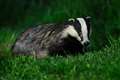 Plans for targeted badger culling to continue in ‘hotspots’ to tackle bovine TB