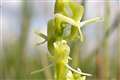 Rare orchid found at Welsh military site for the first time in almost 20 years