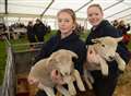 Thousands of primary pupils enjoy a glimpse of country life