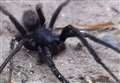 Venomous green-fanged spiders found in Kent