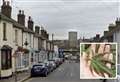 Cannabis farm uncovered after ‘heavy police presence’ in street