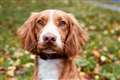 Puppy found dumped on roadside becomes police sniffer dog