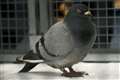 Stowaway pigeon poses new test for crew of Royal Navy aircraft carrier