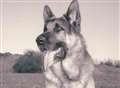 Death of Oscar...police dog, pet and good mate