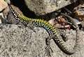 'Alien' lizards invade village