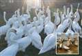 Swans returned to river after major oil leak