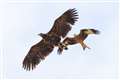 ‘Flying barndoor’ eagles to be reintroduced to mainland England