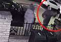 Calls to catch thug who punched cat