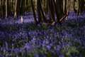 Police investigate after 8,000 bluebell bulbs dug up from private woodland