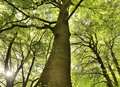 Remarkable trees on display