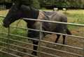 Luxury holiday park aimed at horse owners rejected