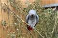 Parrots separated at Lincolnshire zoo after learning to swear