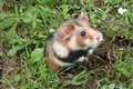 European hamster classed as critically endangered as nature crisis continues