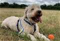 Goldendoodle finds forever home after 270 days at rescue centre