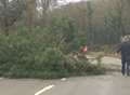 Trees block major county routes