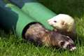 Ferrets ‘could help in development of coronavirus treatments and vaccines’