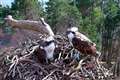 Breeding ospreys reunite at Scottish wildlife park