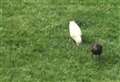 Rare albino bird spotted in woman’s garden