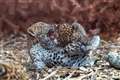 Rare leopard cubs play together in zoo enclosure