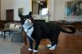 Palmerston the Foreign Office cat to retire from public life