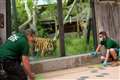 Zoos prepare to reopen to visitors in latest lockdown easing