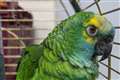 Bud the parrot slims down after crisps ban