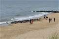 Beachgoers urged to keep their distance from seals