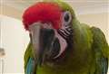 Parrot escapes zoo after becoming startled by seagulls