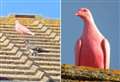 ‘He said he’d seen a pink pigeon – we thought he was joking!’