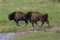 Bison to be introduced to British woodland to restore rich habitat for wildlife