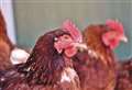 UK facing biggest ever bird flu outbreak
