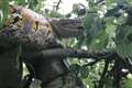 Rescuing 10ft python from tree ‘reminiscent of The Jungle Book’