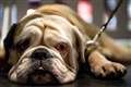 Flat-faced dogs at higher risk of developing heatstroke, study suggests