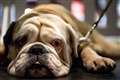 Coronavirus pandemic could result in up to 40,000 homeless dogs, charity warns