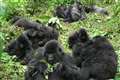 Gorilla relationships limited in large groups, study suggests