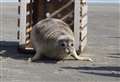 Authors pen book about famous seal named after Queen legend