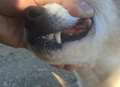 Warning after fishing wire pierces dog's mouth