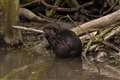 Beavers born in Essex ‘for first time since Middle Ages’