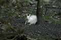 Rare white squirrel spotted scavenging for nuts in garden