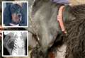 Tumour weighing same as newborn baby found inside dog