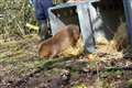 Beaver comeback continues with reintroductions in five more counties in 2021