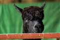 Leading vets question decision to cull Geronimo the alpaca