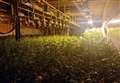 3,000 cannabis plants found in disused nightclub