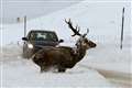 Drivers told to watch out for deer as clocks go back